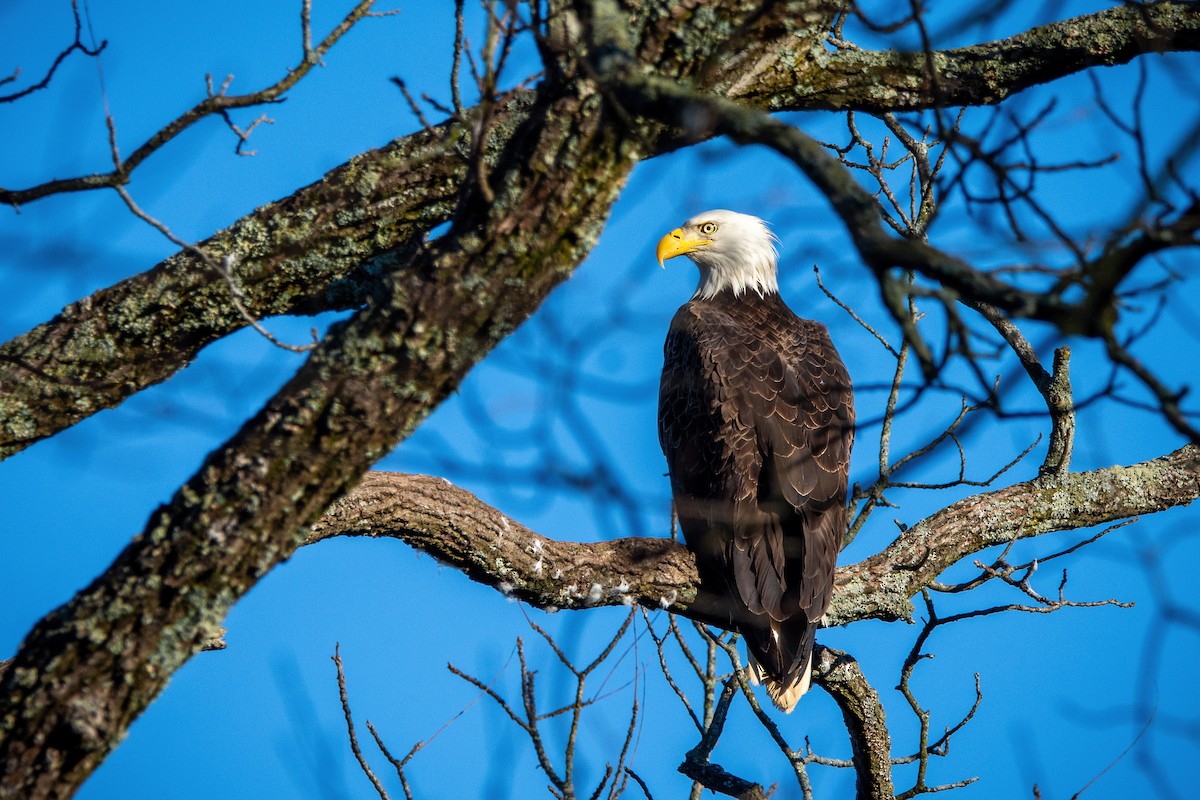 Bald Eagle - ML616517217