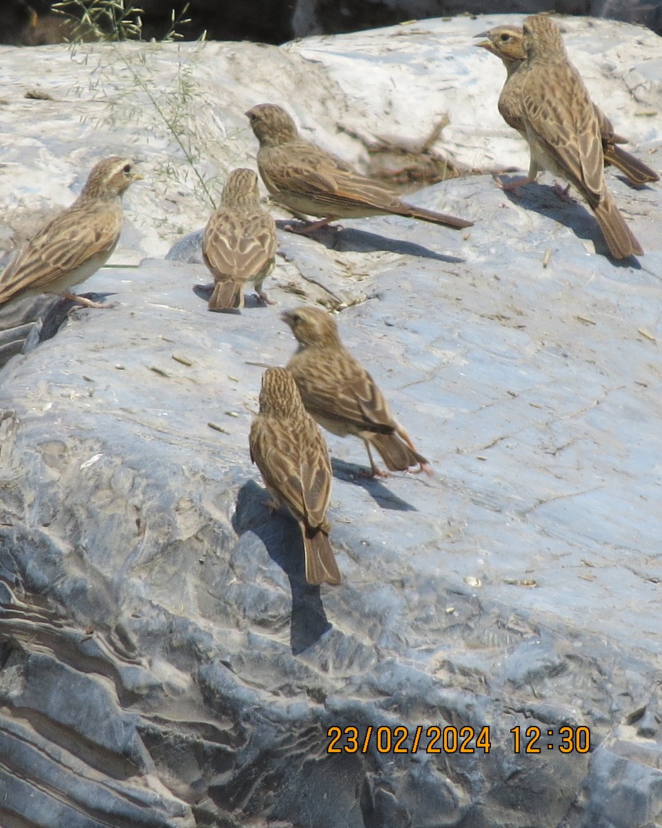 Lark-like Bunting - Gary Bletsch