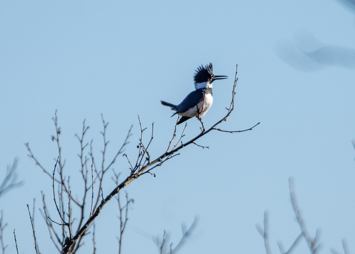 Belted Kingfisher - ML616517237