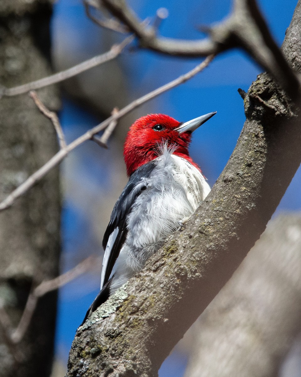 Red-headed Woodpecker - ML616517253