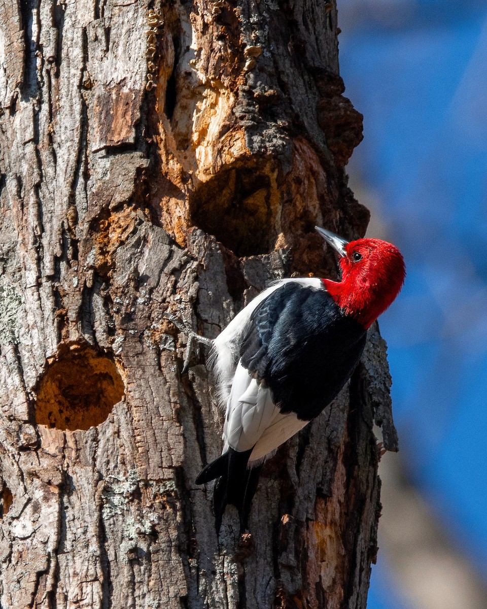 Red-headed Woodpecker - ML616517254