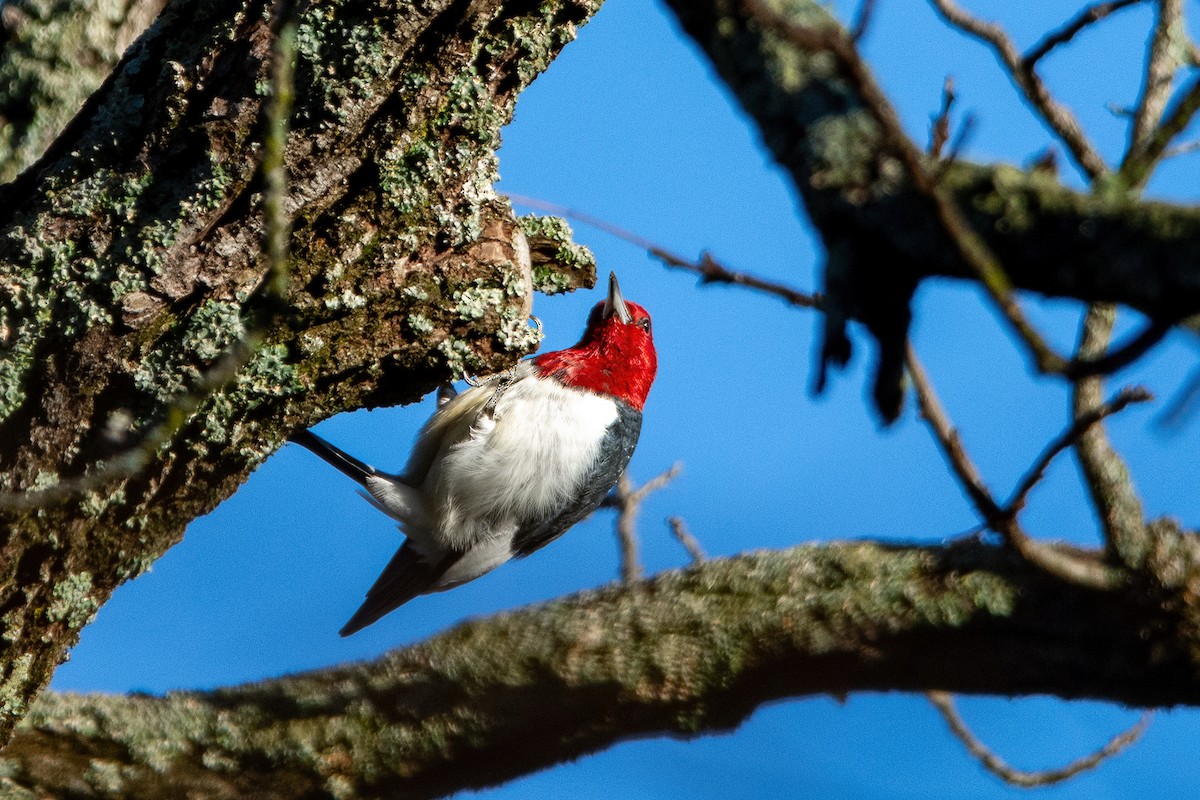 Red-headed Woodpecker - ML616517255