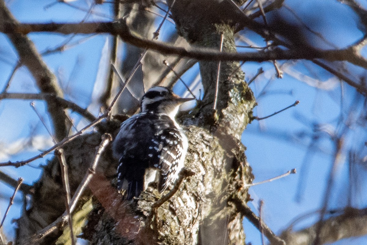 Hairy Woodpecker - ML616517268