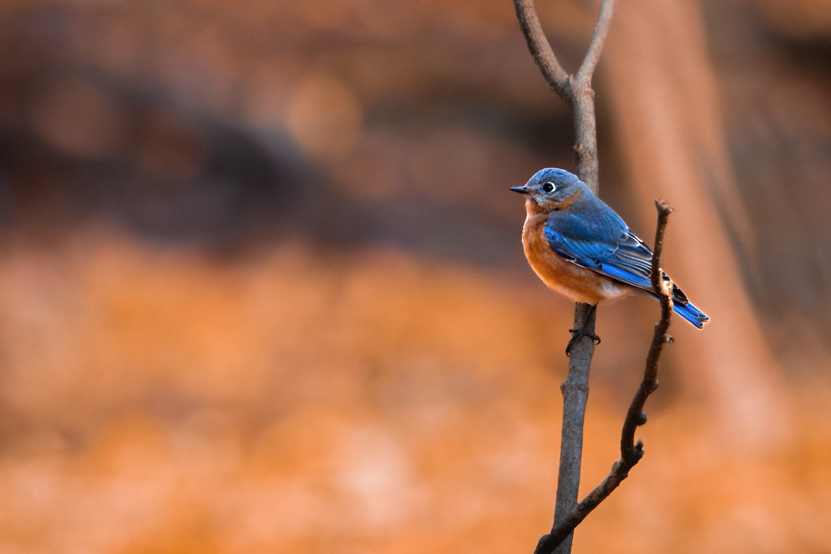 Eastern Bluebird - ML616517325