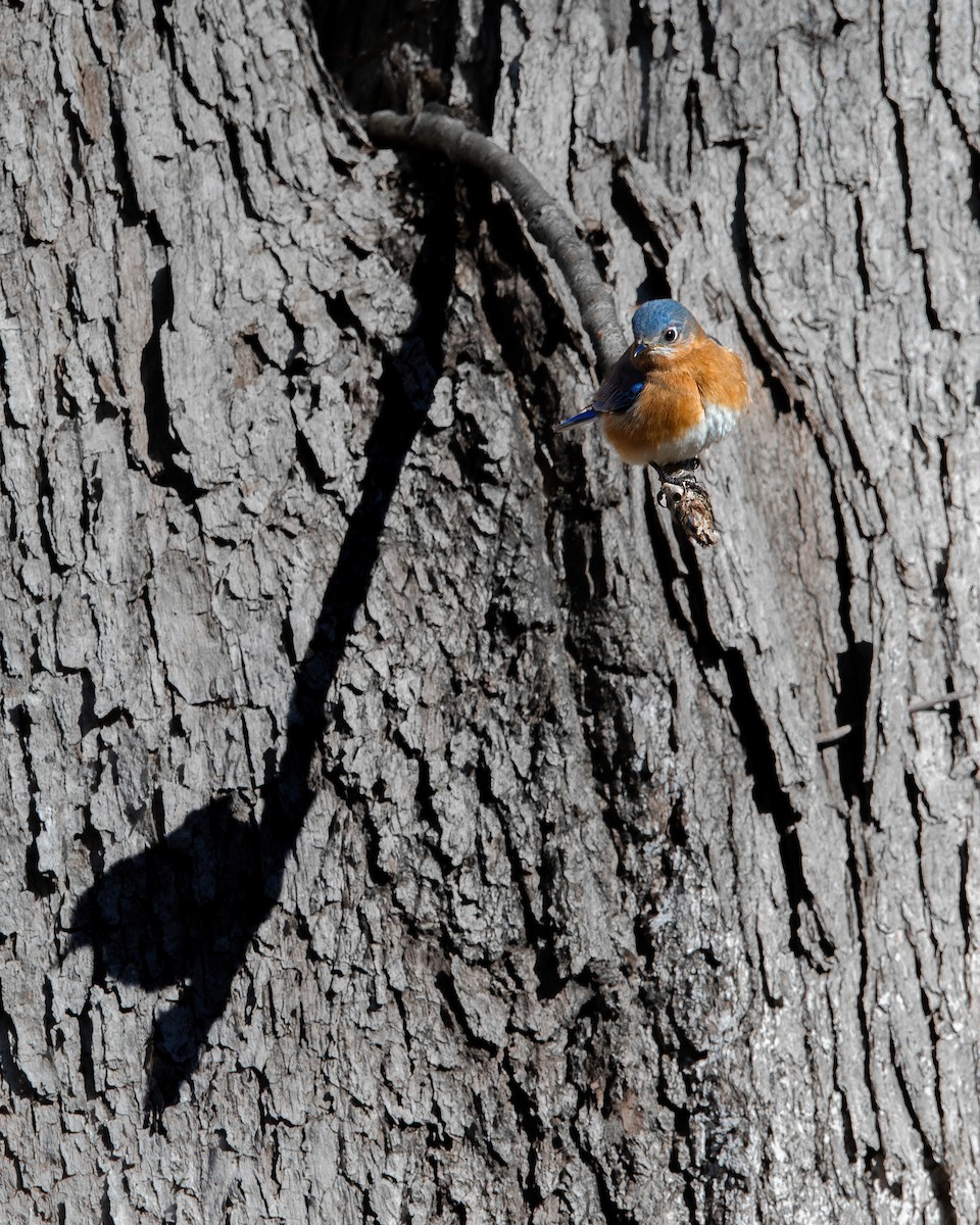 Eastern Bluebird - ML616517326