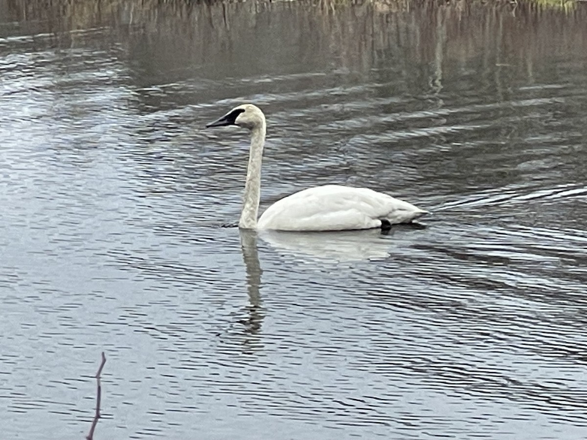 Trumpeter Swan - Kathleen Knecht