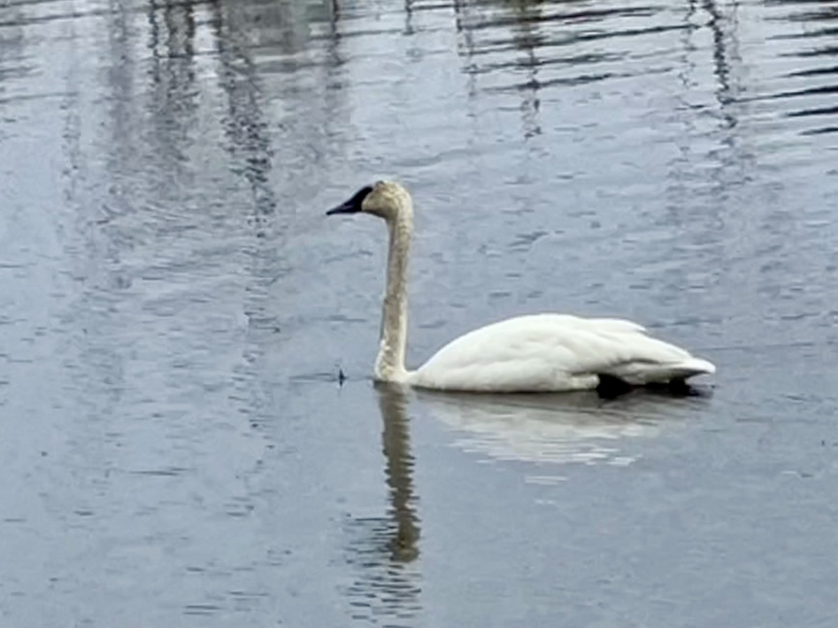 Trumpeter Swan - Kathleen Knecht