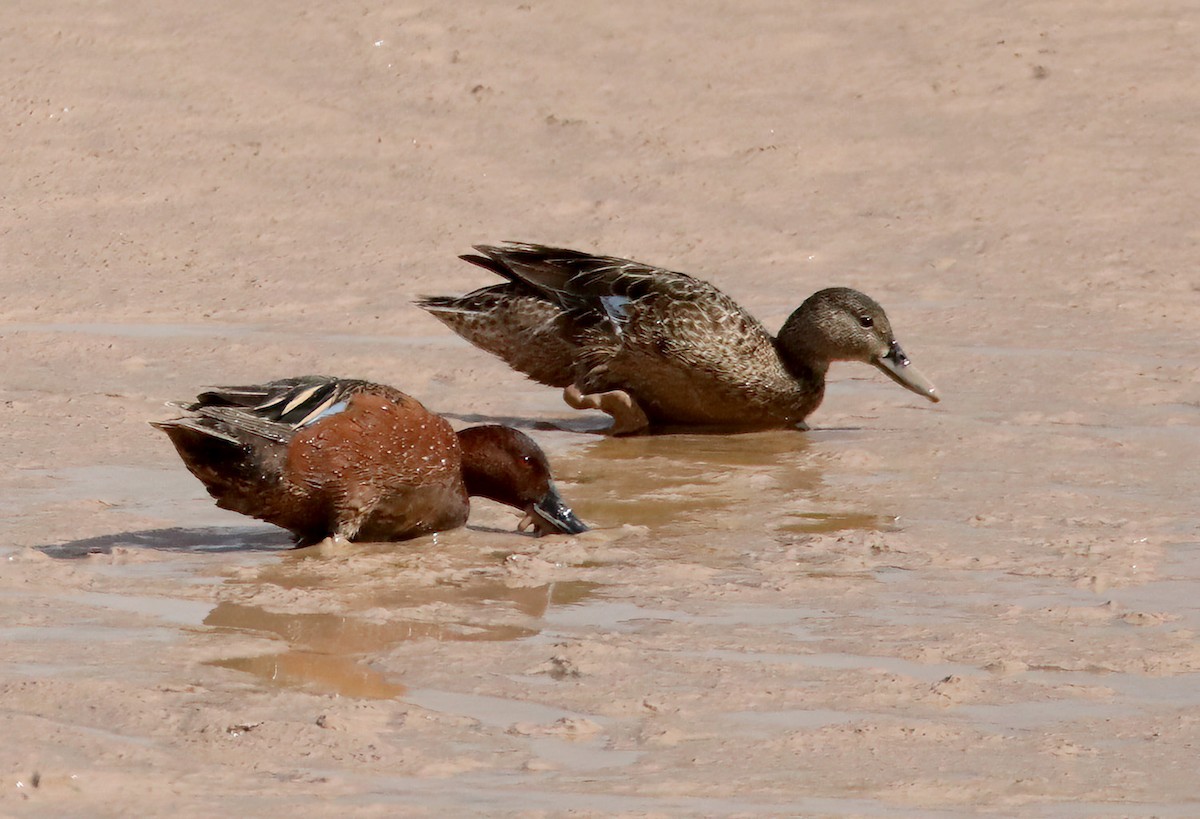 Cinnamon Teal - ML616517391