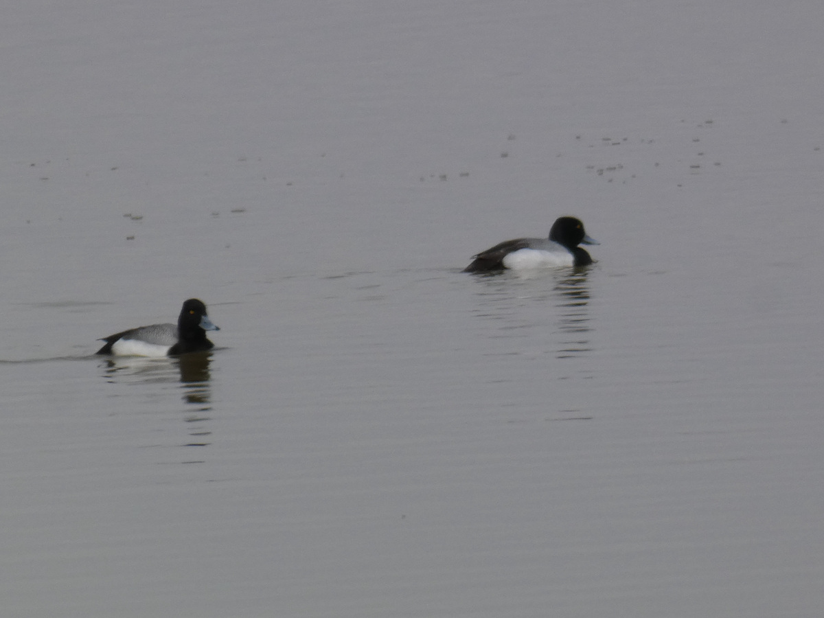 Greater/Lesser Scaup - Carolyn Sanders