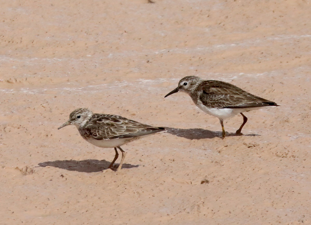 Least Sandpiper - Machel Sandfort