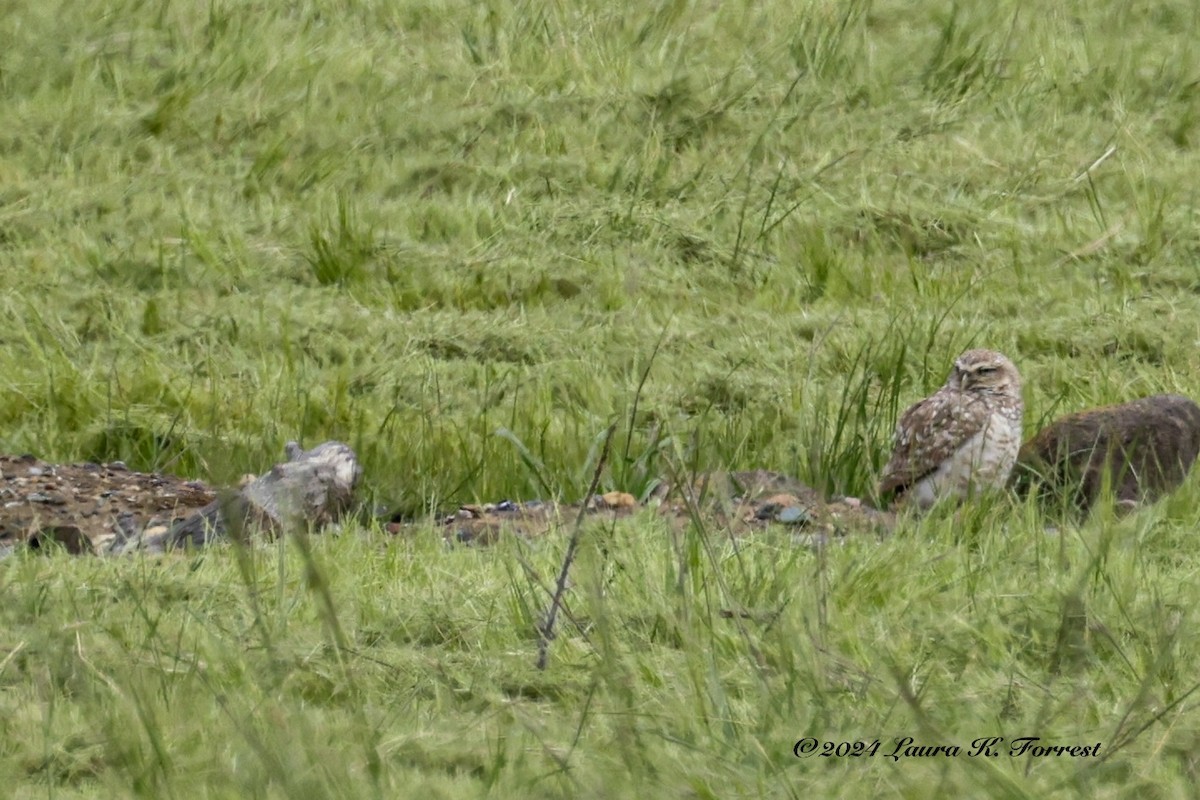 Burrowing Owl - Laura Forrest