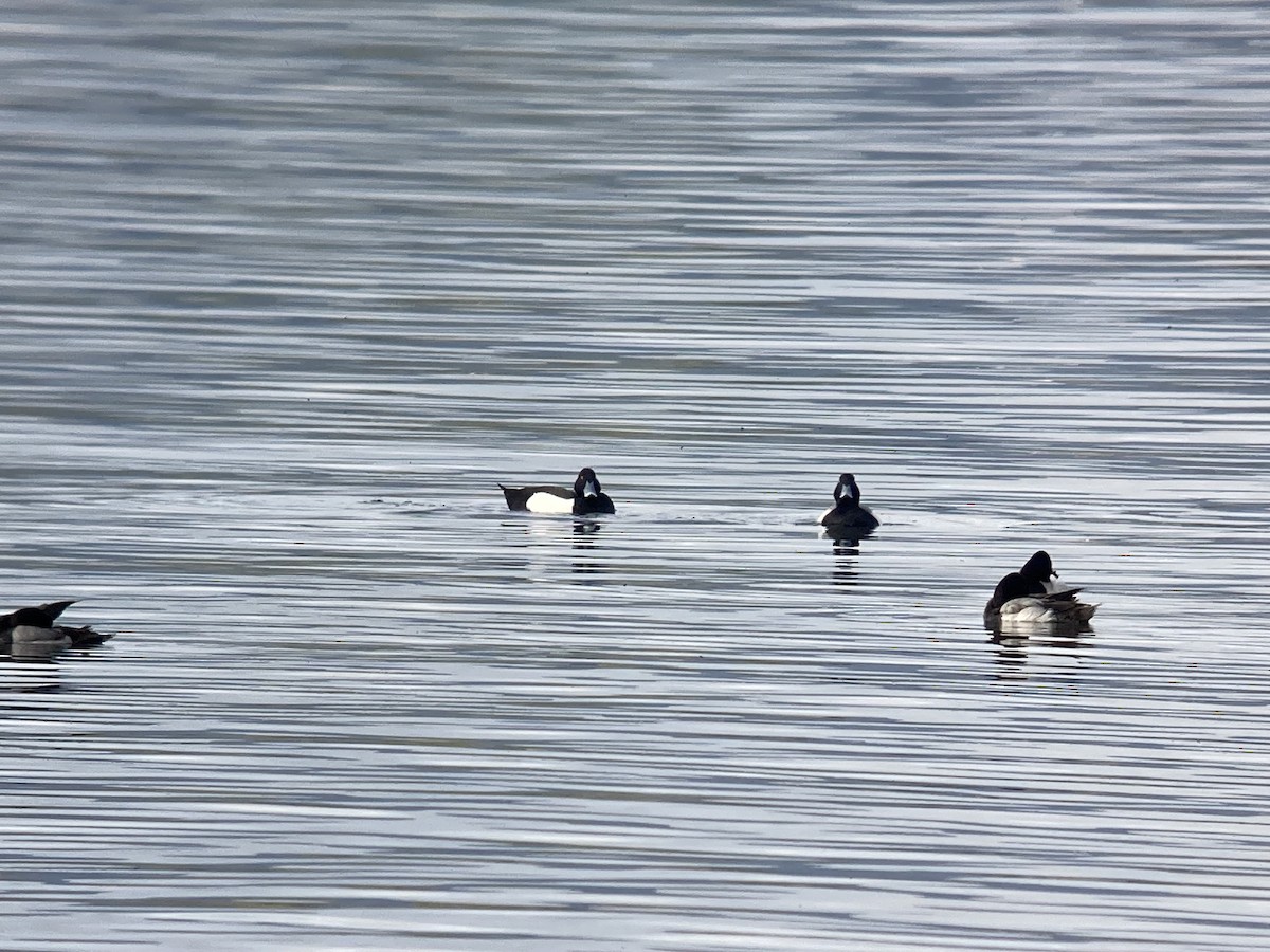 Tufted Duck x scaup sp. (hybrid) - ML616517718