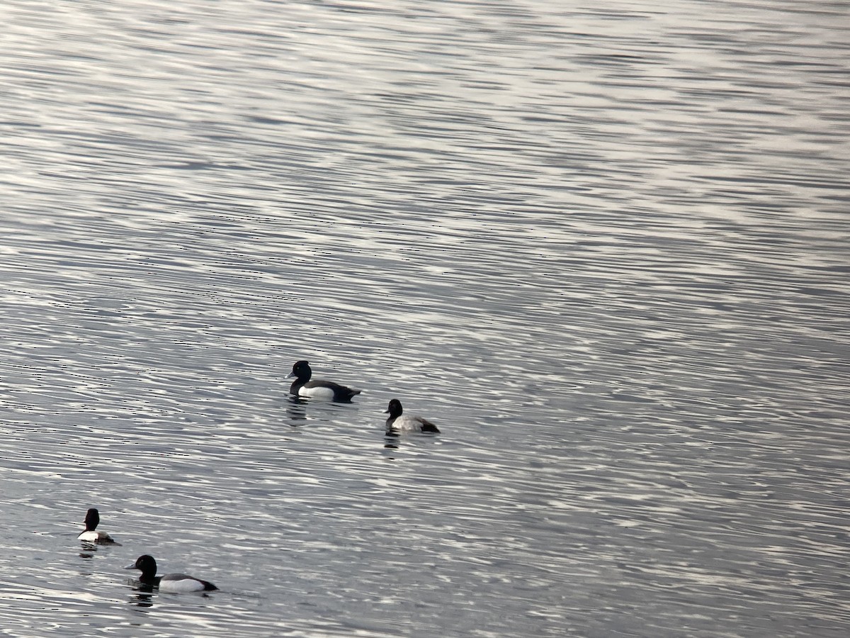 Tufted Duck x scaup sp. (hybrid) - ML616517719