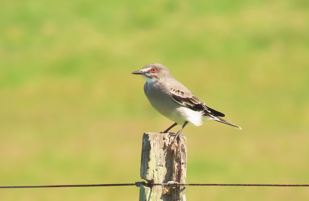 Gray Monjita - Birding Tours Uruguay