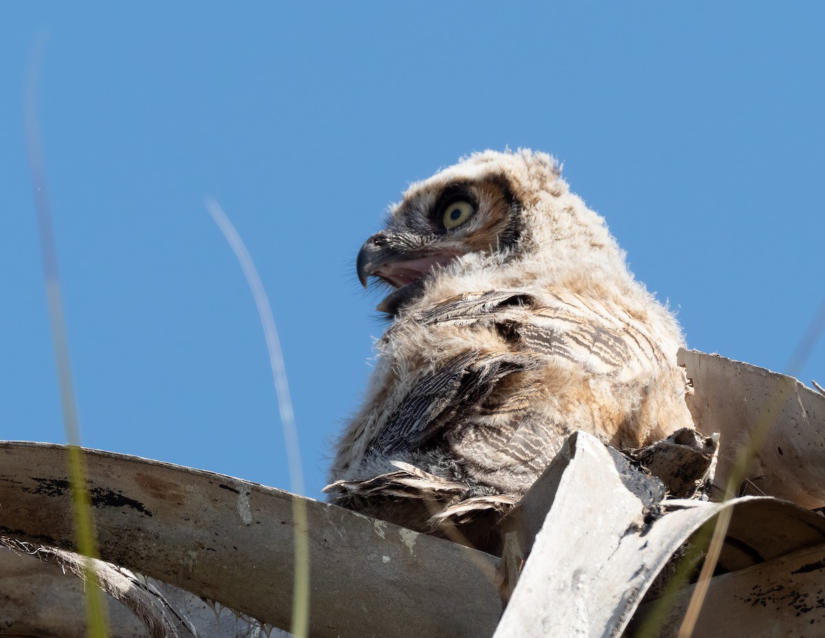 Great Horned Owl - ML616517749
