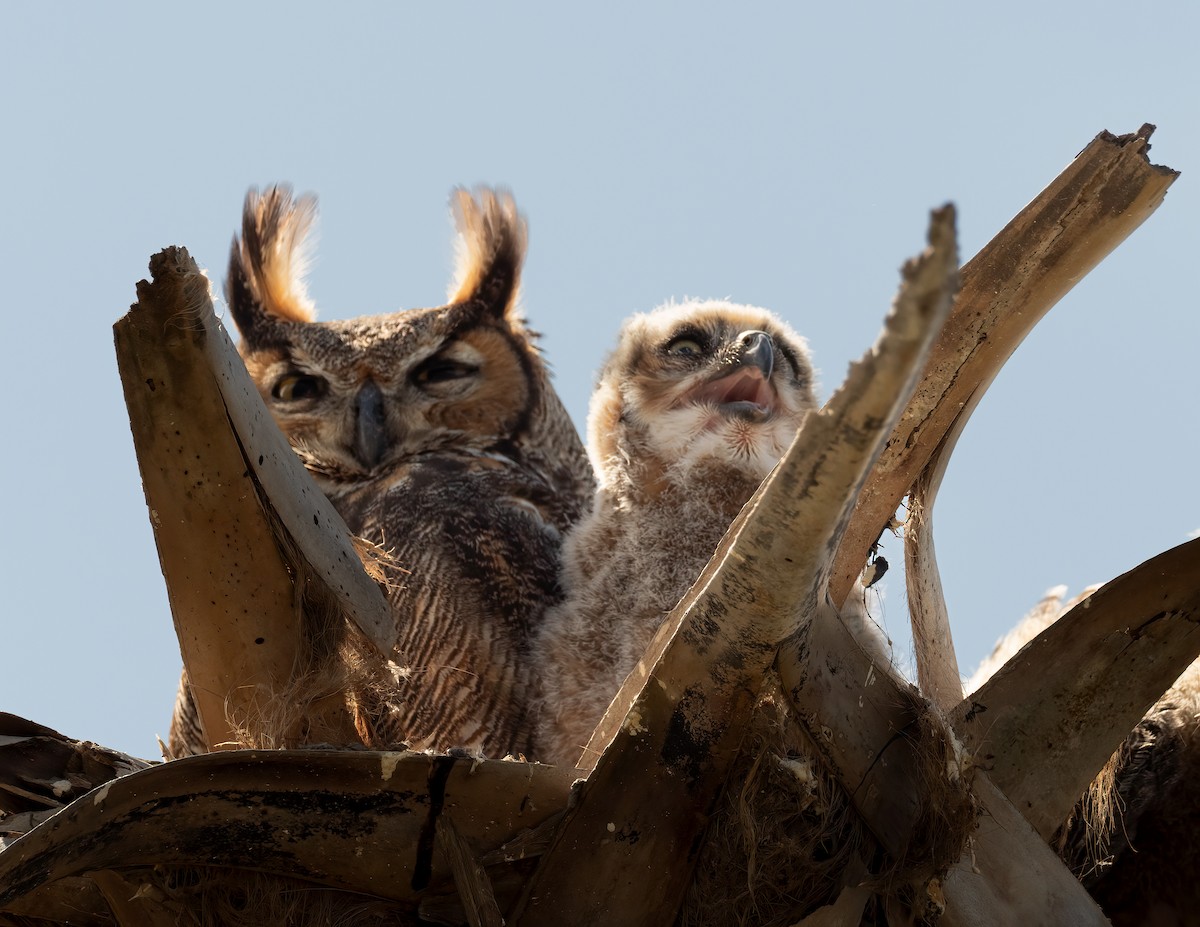 Great Horned Owl - ML616517750