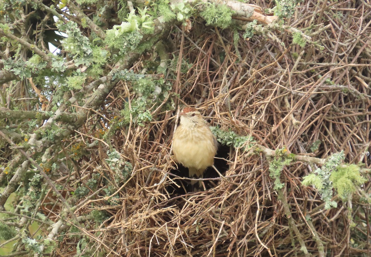 Firewood-gatherer - Birding Tours Uruguay