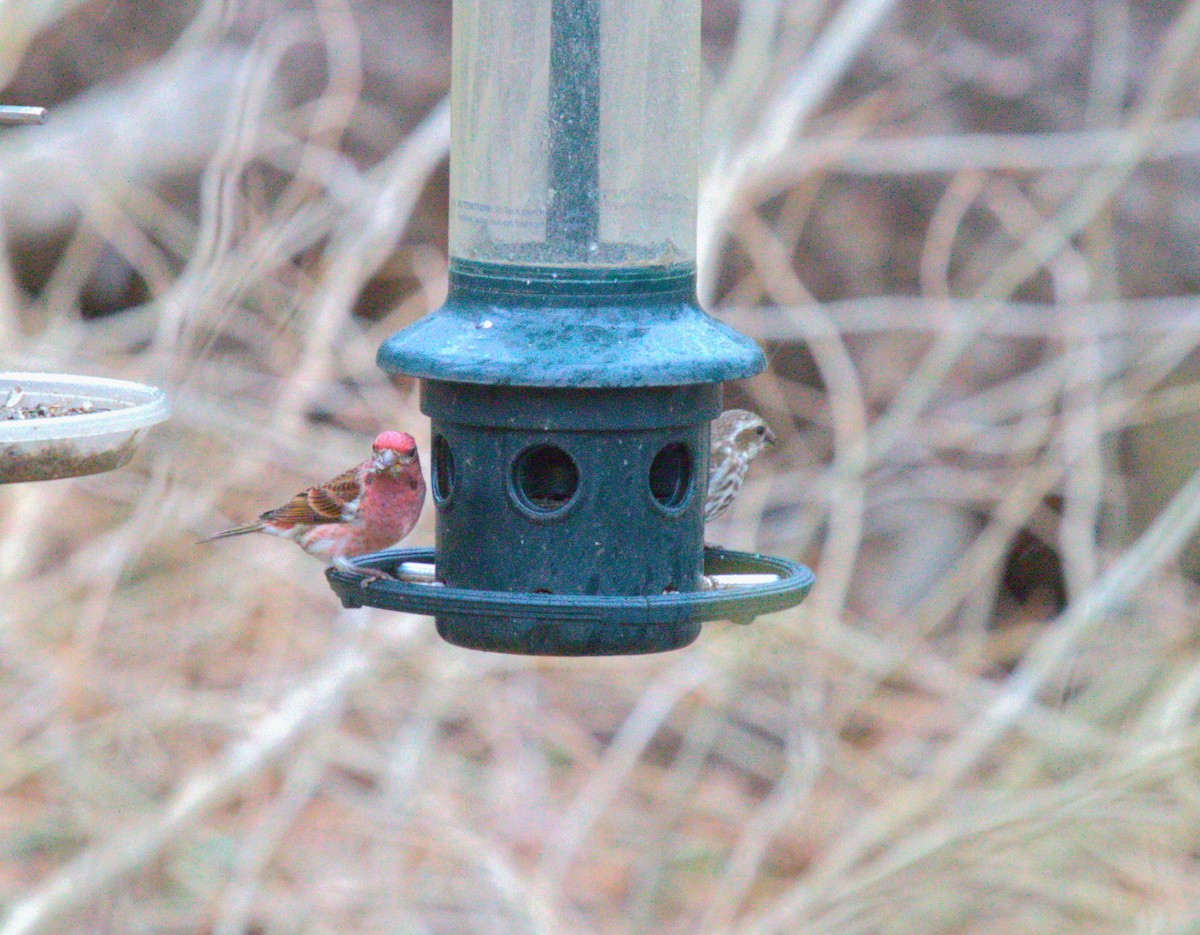 Purple Finch - Johnny Kube