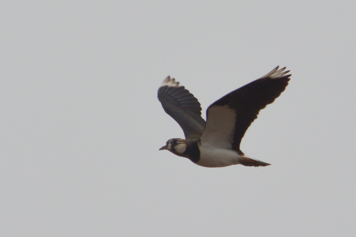 Northern Lapwing - ML616517791