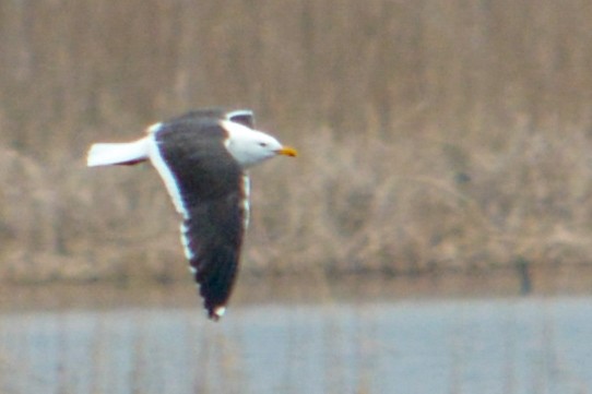 Lesser Black-backed Gull - ML616517799