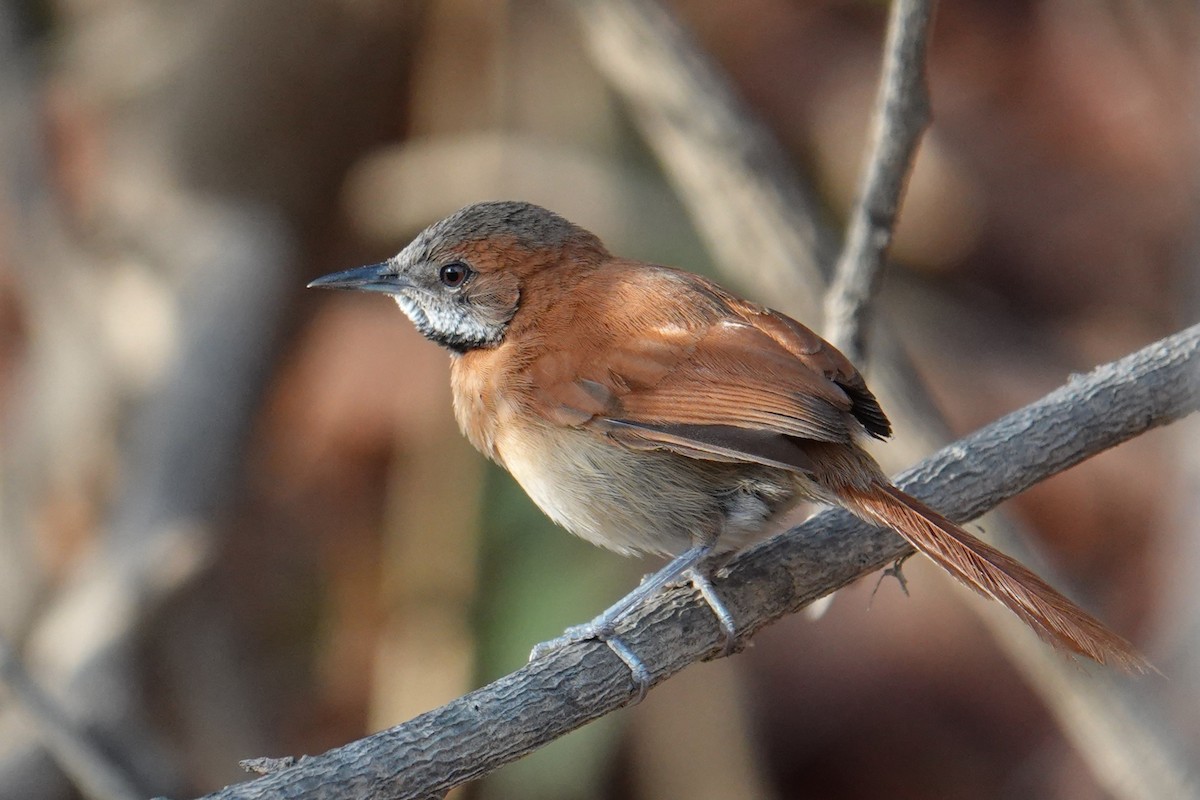 Hoary-throated Spinetail - ML616517832