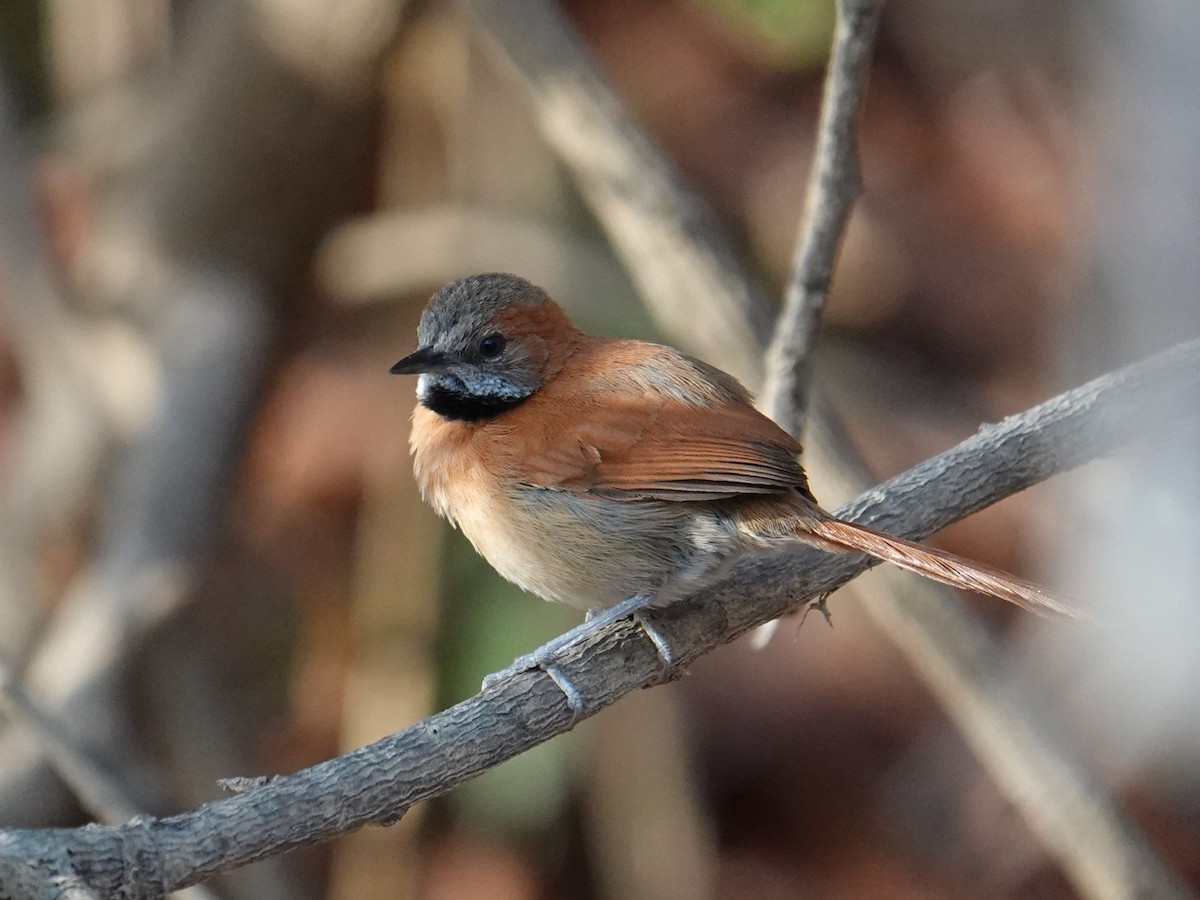 Hoary-throated Spinetail - ML616517835