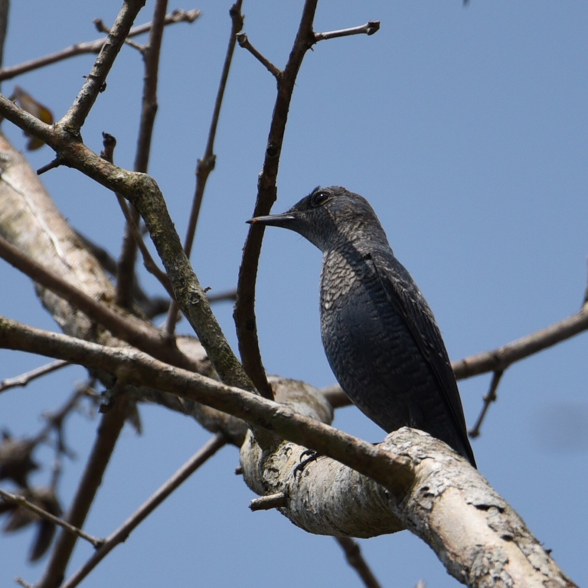 Blue Rock-Thrush - ML616517875