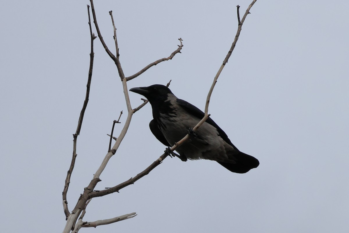 Hooded Crow - Giuseppe Fusco