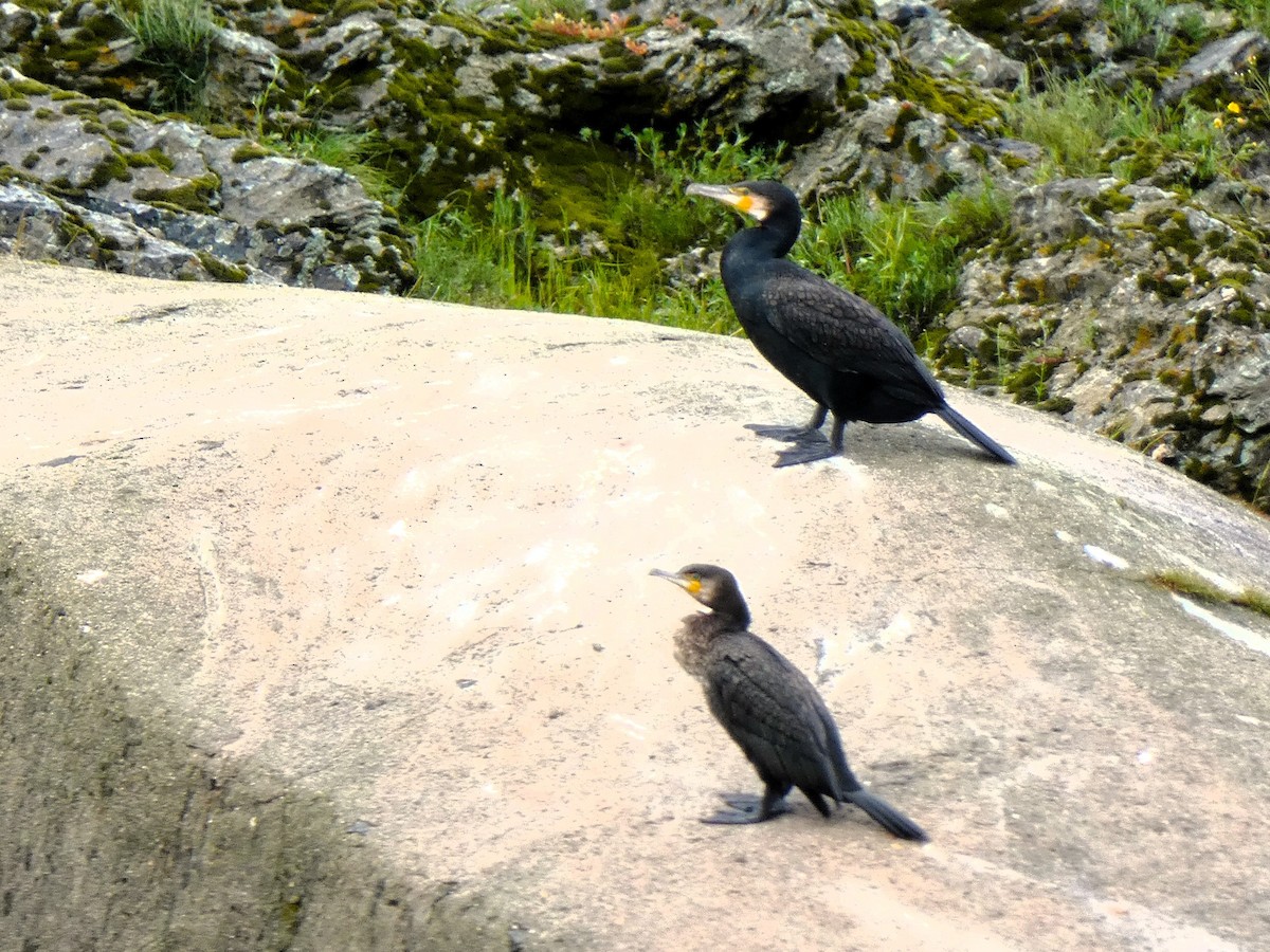 Great Cormorant - Luis Ferreira