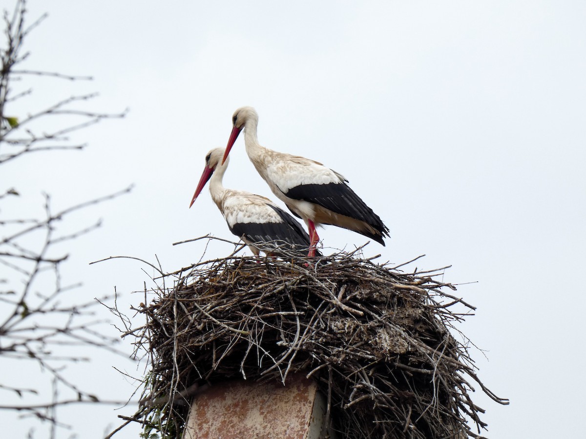 White Stork - ML616517927