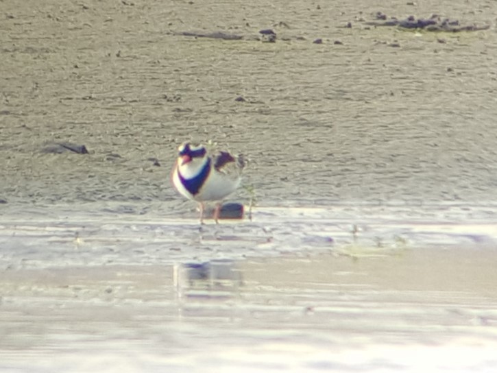 Black-fronted Dotterel - ML616517932