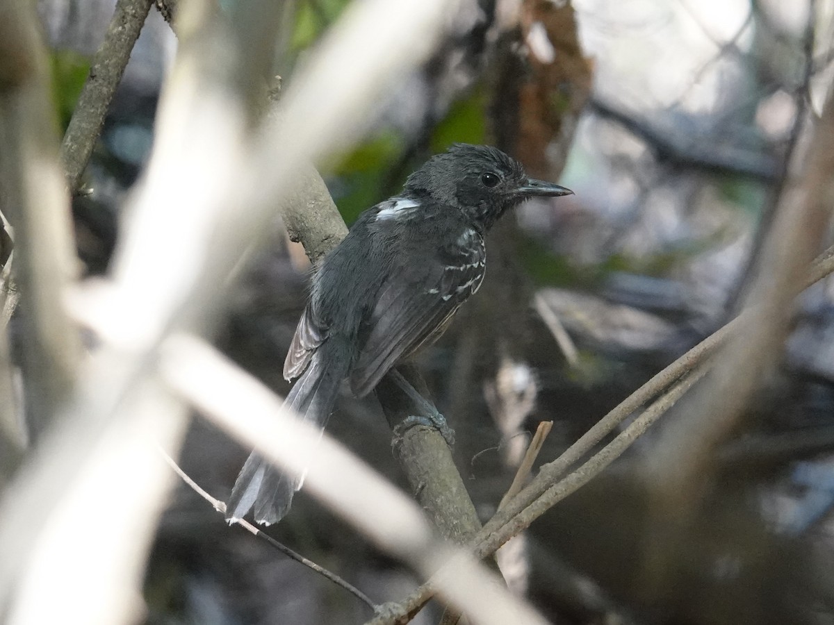 Rio Branco Antbird - Steve Kornfeld