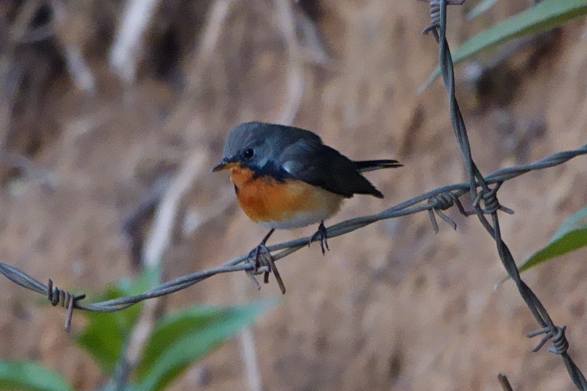 Kashmir Flycatcher - ML616518021