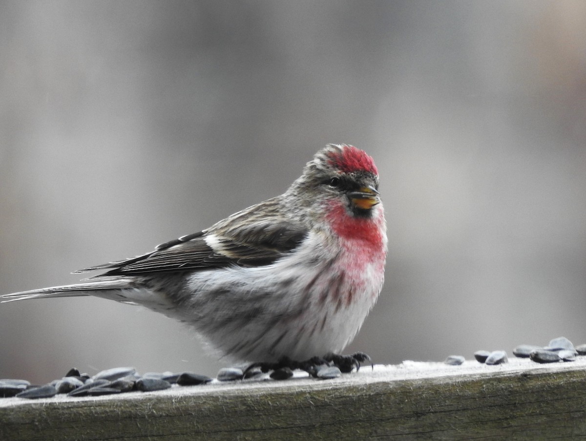 Common Redpoll - ML616518025