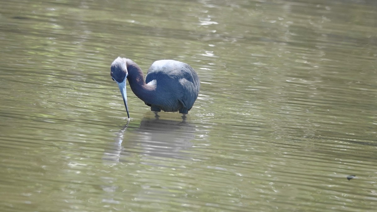 Little Blue Heron - ML616518036