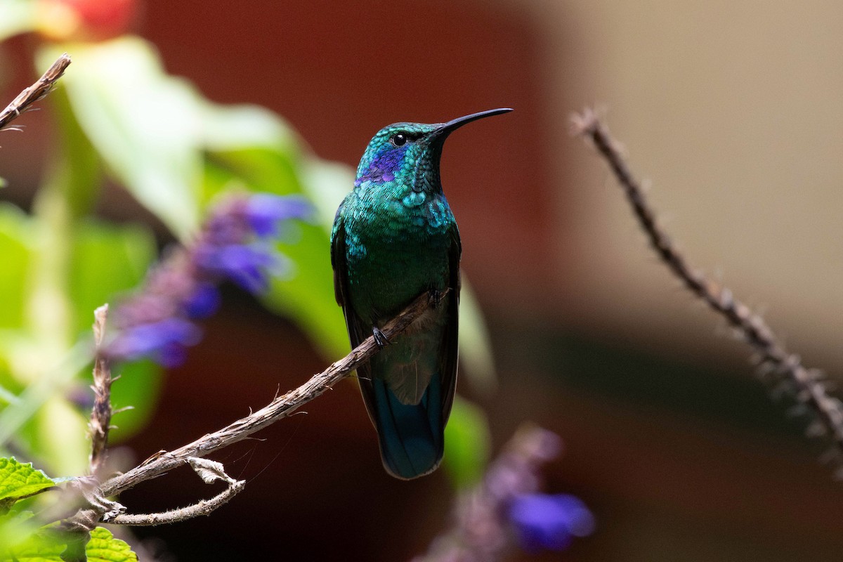 kolibřík modrouchý - ML616518065