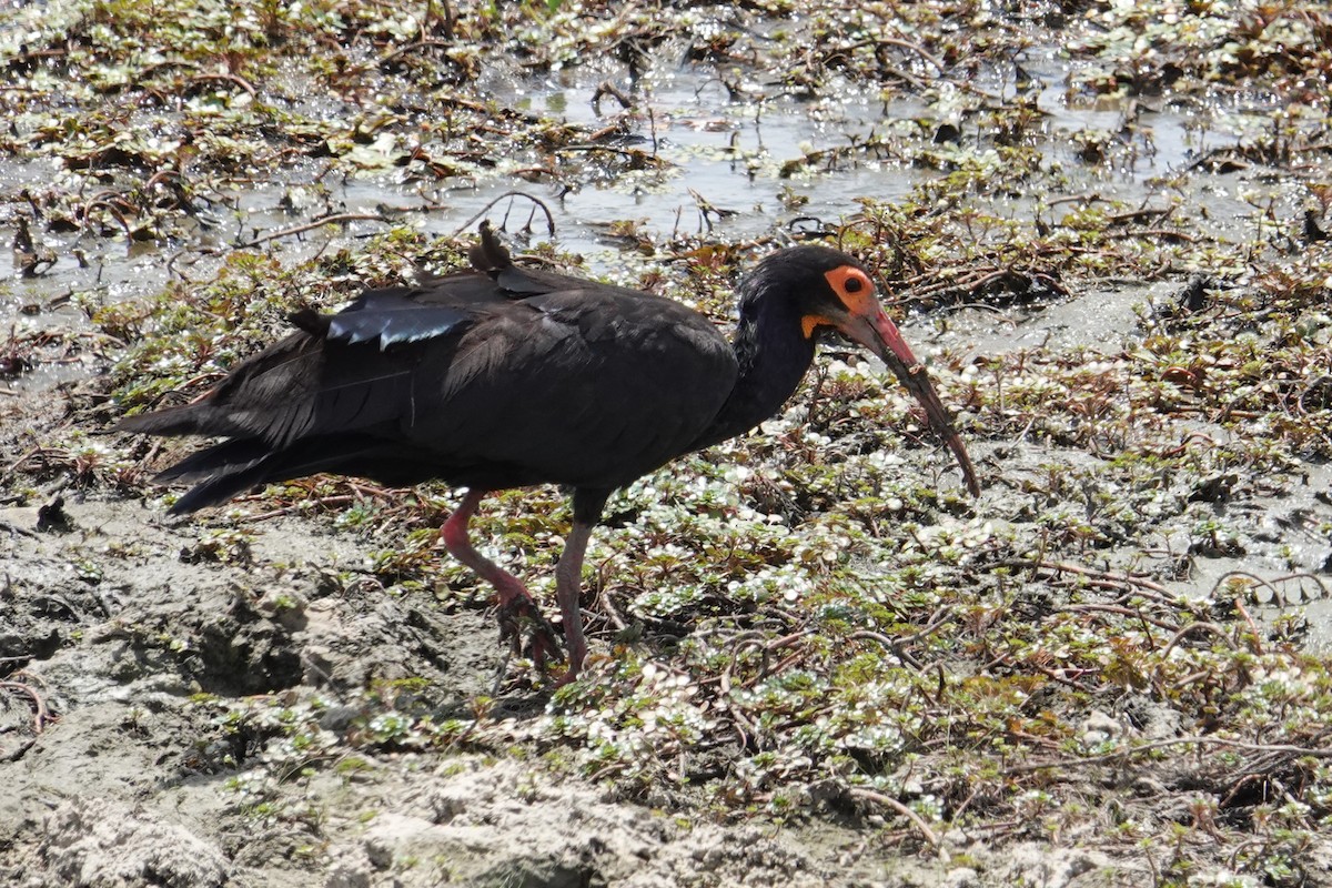 ibis dlouhoocasý - ML616518066