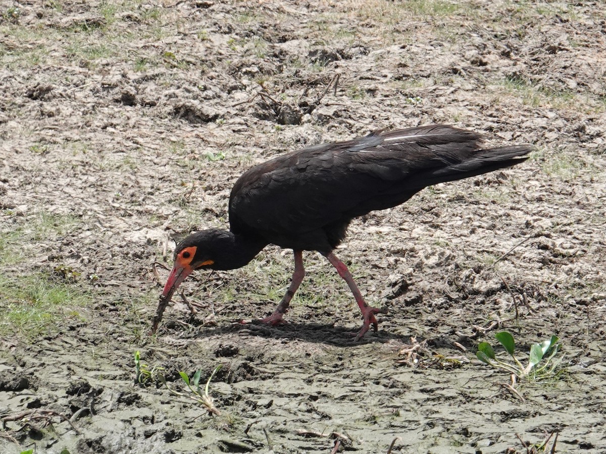 ibis dlouhoocasý - ML616518069