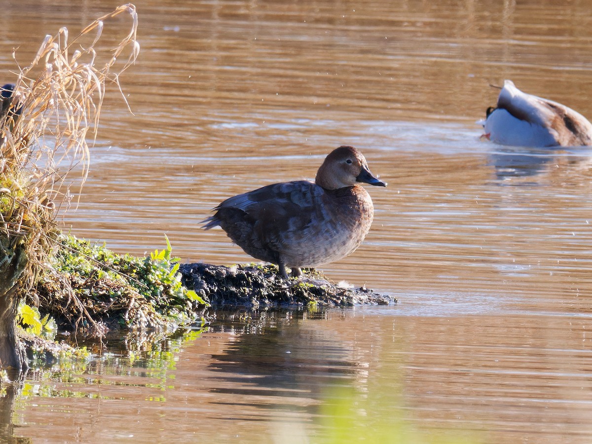 Common Pochard - ML616518071