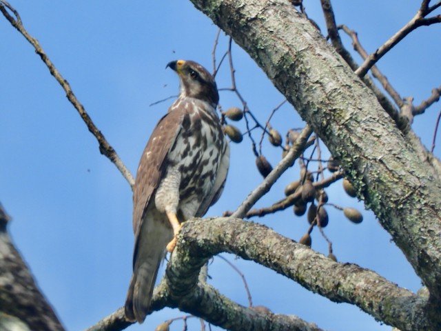 Gray Hawk - ML616518081