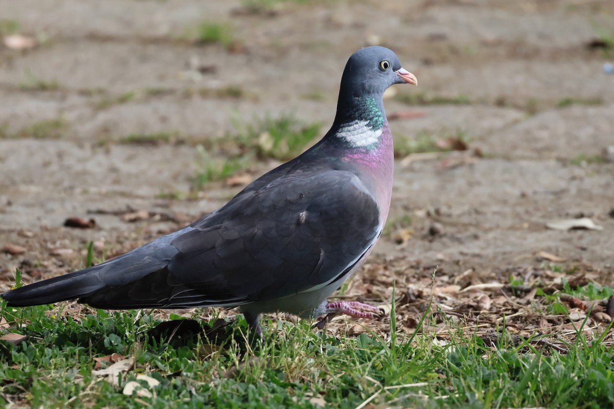 Common Wood-Pigeon - Giuseppe Fusco