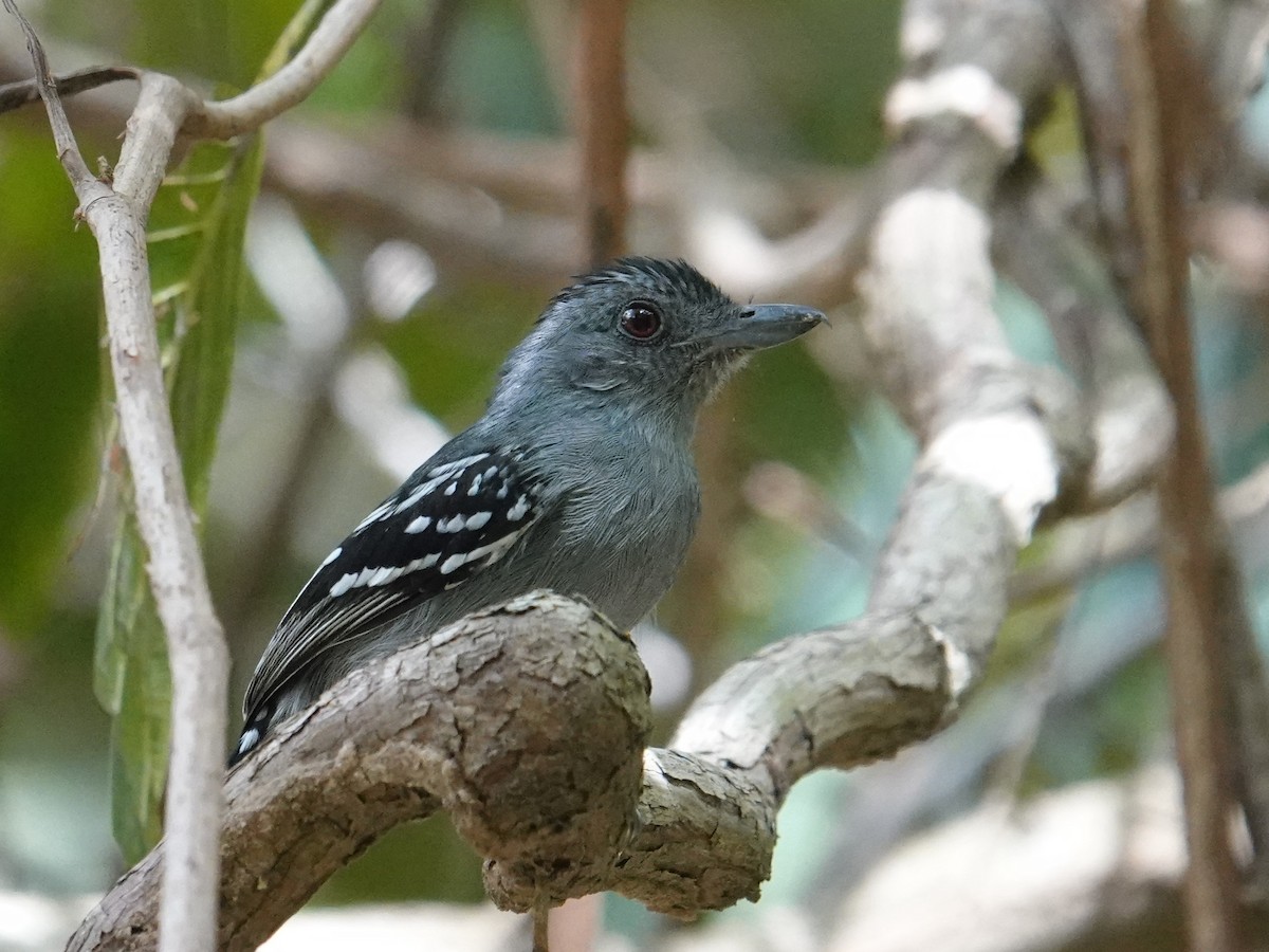 Batará Pizarroso Punteado (punctatus/interpositus) - ML616518142