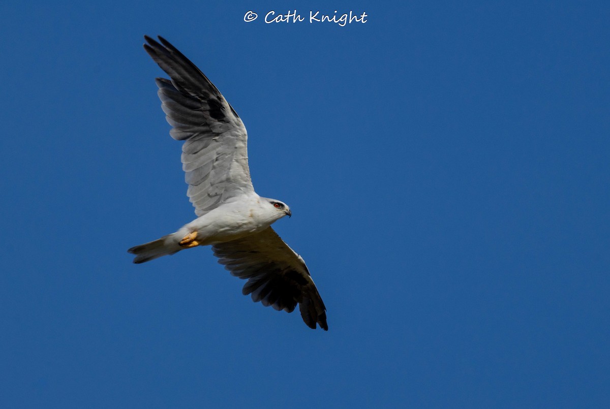 Black-shouldered Kite - ML616518165