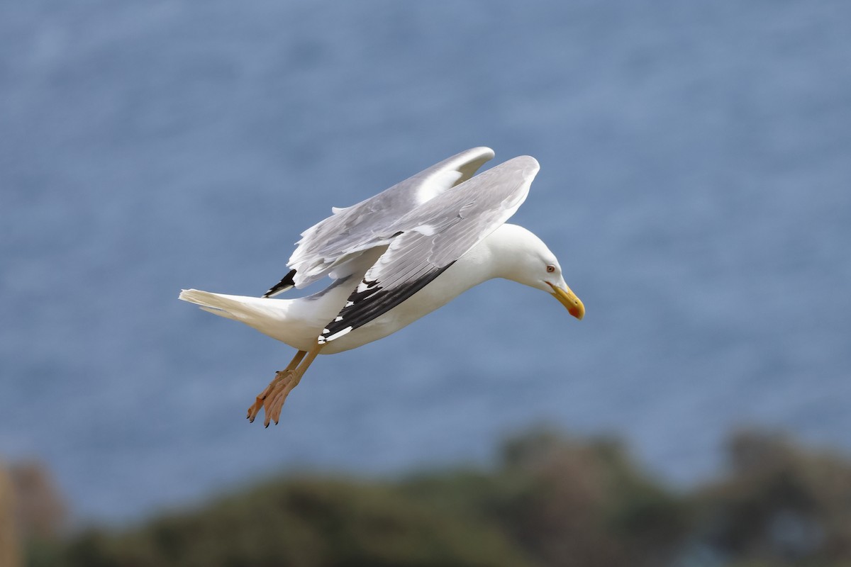 Yellow-legged Gull - Giuseppe Fusco