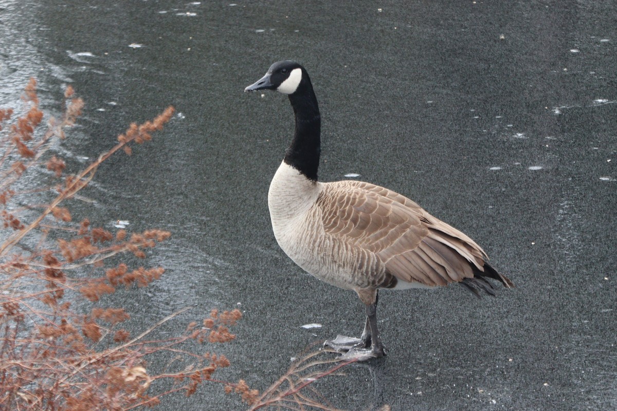 Canada Goose - Sharon Nethercott