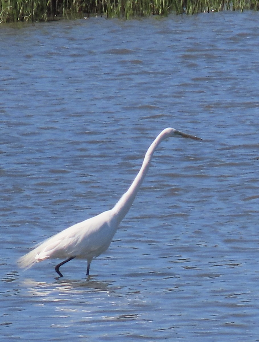 Great Egret - ML616518217