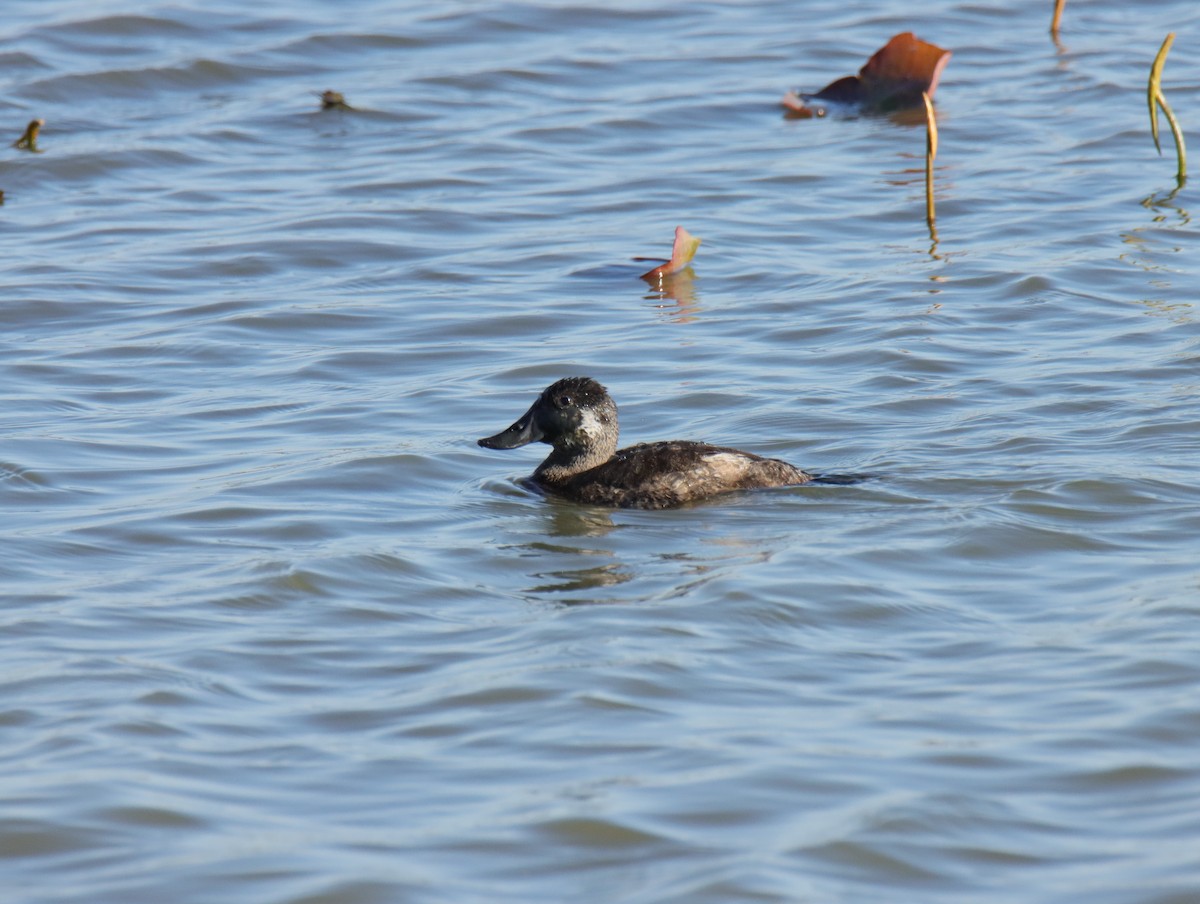 Ruddy Duck - ML616518267