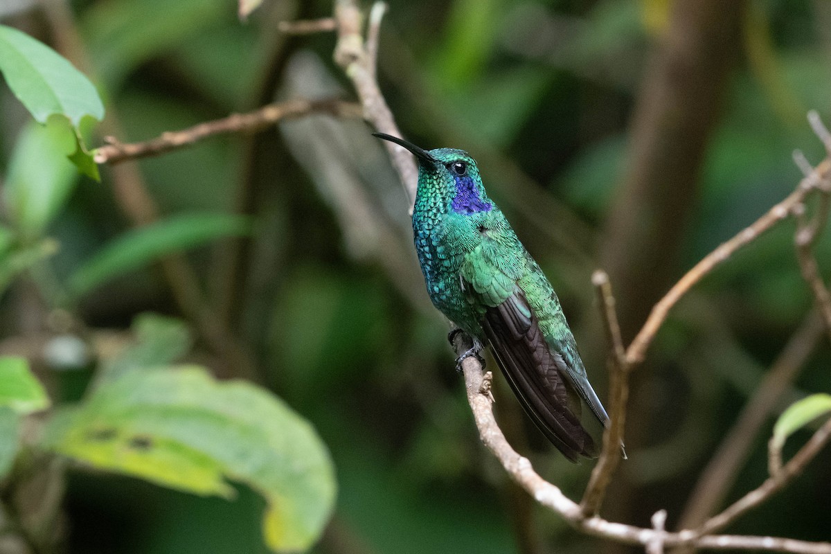 kolibřík modrouchý - ML616518286