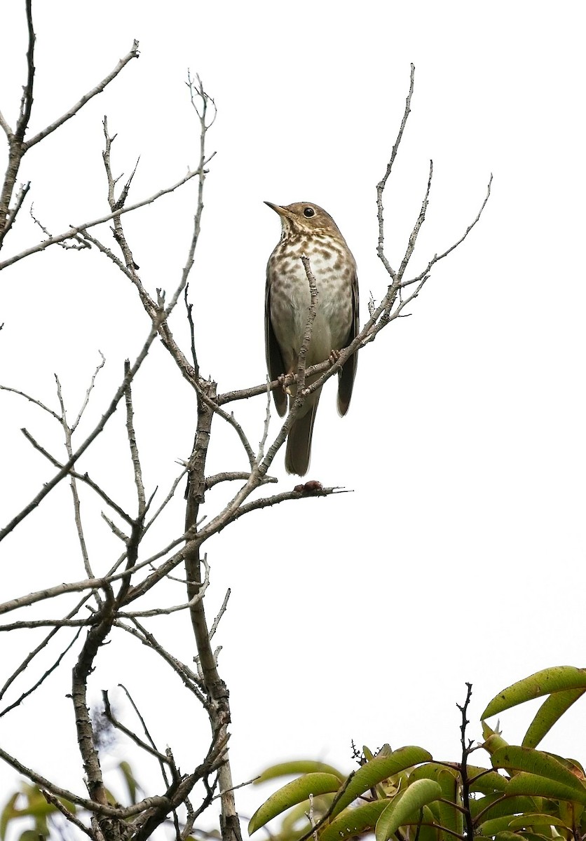 Hermit Thrush - Christopher Adler