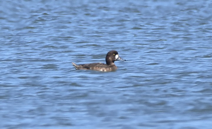 Greater Scaup - ML616518288